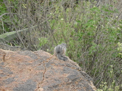 Ammospermophilus interpres