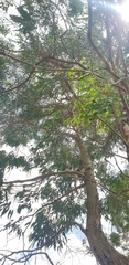 Eucalyptus fulgens