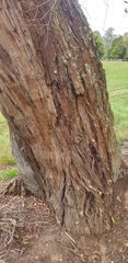 Eucalyptus fulgens