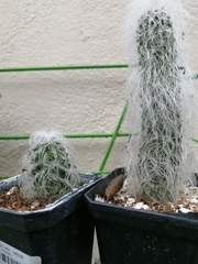 Cephalocereus senilis