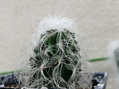 Cephalocereus senilis