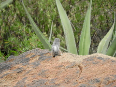 Ammospermophilus interpres