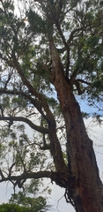 Eucalyptus fulgens