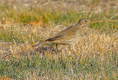 Anthus rubescens