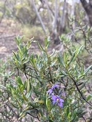 Halgania cyanea