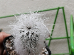 Cephalocereus senilis