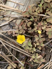 Oxalis exilis