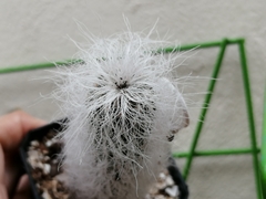 Cephalocereus senilis