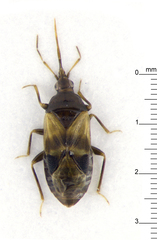 Cimicoidea