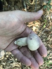 Tylopilus williamsii