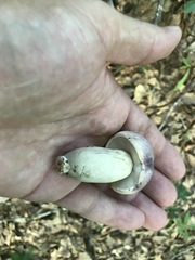 Tylopilus williamsii