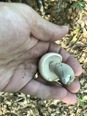 Tylopilus williamsii