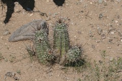 Echinocereus engelmannii fasciculatus