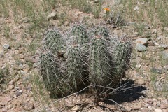 Echinocereus engelmannii fasciculatus