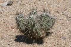 Echinocereus engelmannii fasciculatus