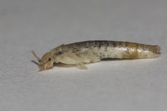 Lepismatidae