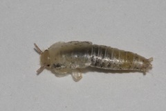 Lepismatidae