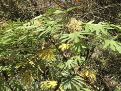 Fatsia polycarpa