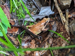 Rana longicrus