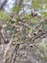 Eucalyptus leptophylla