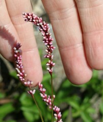 Persicaria decipiens