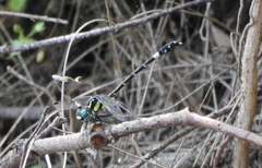 Austroepigomphus praeruptus