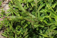 Persicaria decipiens