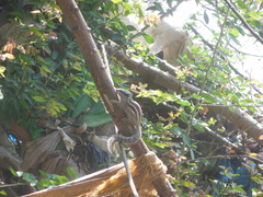 Funambulus pennantii