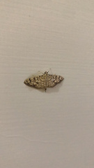 Haritalodes derogata