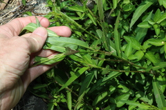 Persicaria decipiens