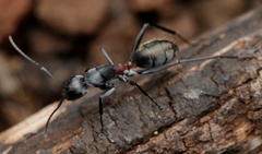 Camponotus fergusoni