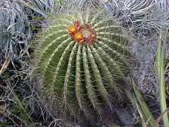 Ferocactus echidne