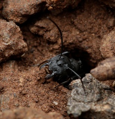 Camponotus fergusoni