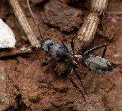 Camponotus fergusoni