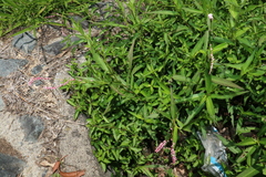 Persicaria decipiens