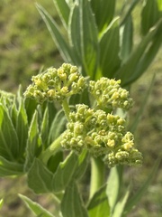 Cyphostemma