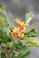 Banksia ornata