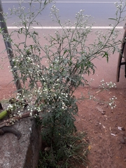 Parthenium hysterophorus