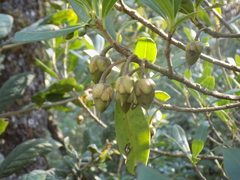 Ternstroemia lineata
