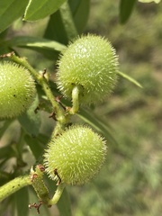 Cyphostemma