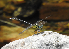 Hemigomphus heteroclytus