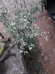 Parthenium hysterophorus