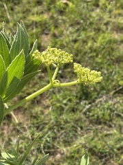 Cyphostemma