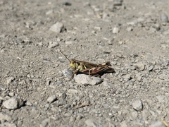 Melanoplus sanguinipes