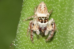 Opisthoncus polyphemus