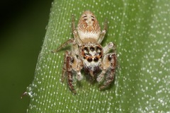 Opisthoncus polyphemus