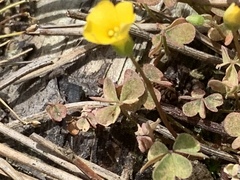 Oxalis exilis