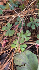 Geranium caespitosum