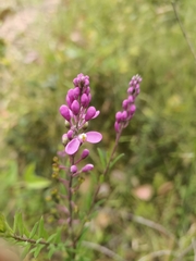 Comesperma ericinum