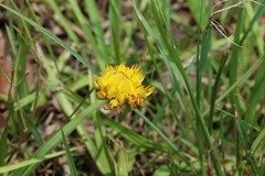 Listia bainesii